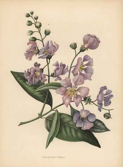 Pride of India reuzen of krepe-mirte, Lagerstroemia speciosa door Unknown